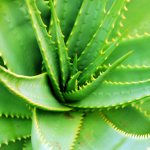 Aloe