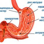 Где находится антральный отдел желудка