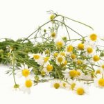 How to use chamomile for gastritis for treatment?