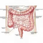 How long is the large intestine in an adult?