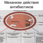 Mechanism of action of antibiotics