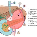 Органы брюшной полости