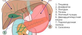 Abdominal organs