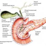 pancreas