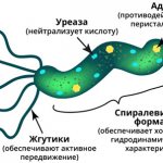 строение бактерии H. pylori