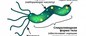 structure of the bacterium H. pylori