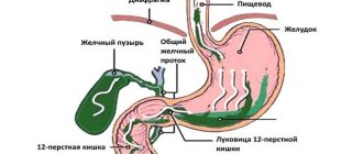 Строение пищеварительной системы