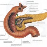 The structure of the human digestive system