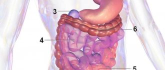 Structure of internal organs