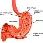 строение желудка