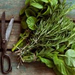 Herbs for the liver and pancreas