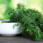 Dill for pancreatitis