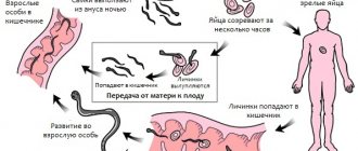 Life cycle of pinworms